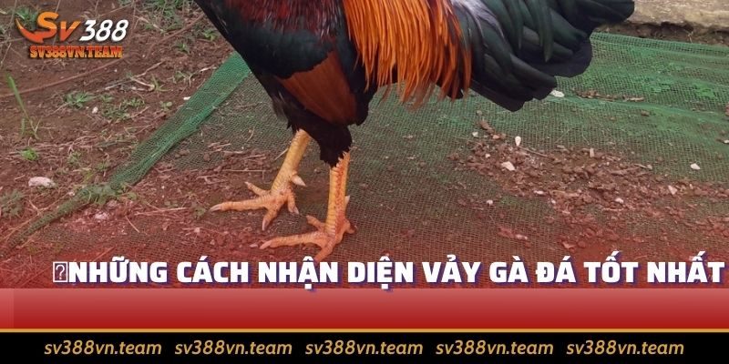 Vảy Gà Đá - Kiến Thức Hay Giúp Nhìn Ra Chiến Kê Xuất Chúng 4 Cách nhận diện vảy gà đá tốt nhất