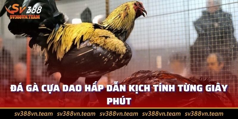 Đá Gà Trực Tiếp SV388 - Xem Chiến Kê Giao Chiến Nảy Lửa 2 Đá gà cựa dao đẩy cảm xúc người xem đến cao trào