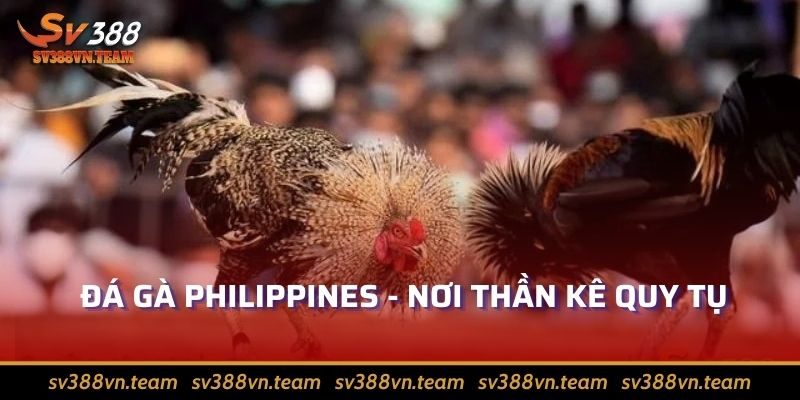 Đá Gà Trực Tiếp SV388 - Xem Chiến Kê Giao Chiến Nảy Lửa 3 Đấu trường Philippines luôn quy tụ hàng khủng