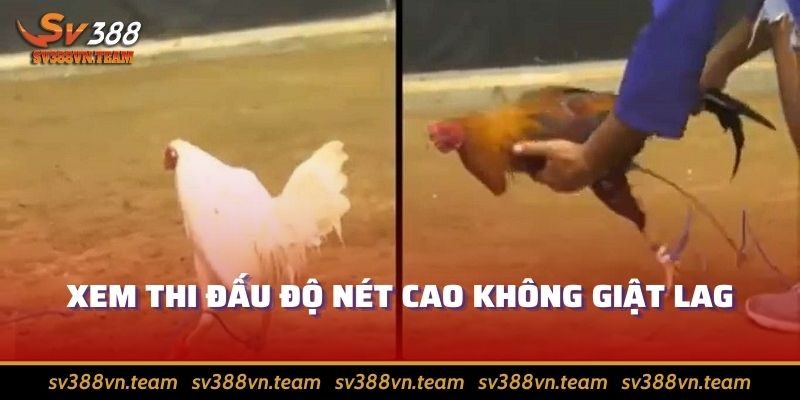 Đá Gà Trực Tiếp SV388 - Xem Chiến Kê Giao Chiến Nảy Lửa 4 Xem trực tiếp tại SV388 để thưởng thức trận đấu full hd