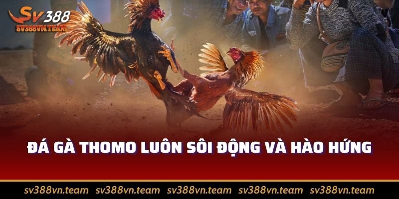 Đá Gà Trực Tiếp SV388 - Xem Chiến Kê Giao Chiến Nảy Lửa 1 Đá gà trực tiếp SV388, nơi quy tụ các trận đấu từ Thomo hấp dẫn