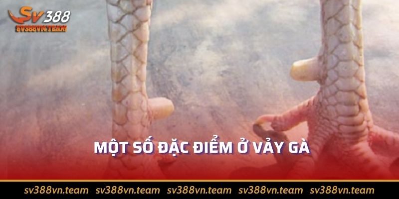 Vảy Gà Đá - Kiến Thức Hay Giúp Nhìn Ra Chiến Kê Xuất Chúng 1 Cách xem vảy gà đá kéo dài từ đâu tới đâu