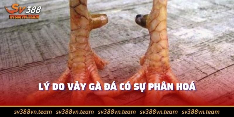 Vảy Gà Đá - Kiến Thức Hay Giúp Nhìn Ra Chiến Kê Xuất Chúng 2 Đa phận sự phân hoá nằm ở gen gà