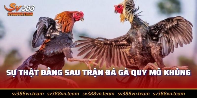 Trận Đá Gà 24 Tỷ Gây Sốt Cho Cộng Đồng Gà Chọi Có Gì Hay 1 Khám phá sự thật đằng sau trận đá gà 24 tỷ