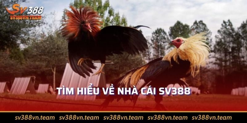 Đăng Ký Sv388 Hướng Dẫn Đơn Giản Và Hiệu Quả Nhất 2024 1 Tìm hiểu về nhà cái Sv388