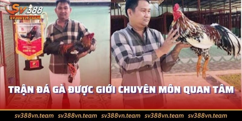 Trận Đá Gà 24 Tỷ Gây Sốt Cho Cộng Đồng Gà Chọi Có Gì Hay 2 Mít Trà Cú cũng góp sức cho Phúc Bình Dương ở trận chiến