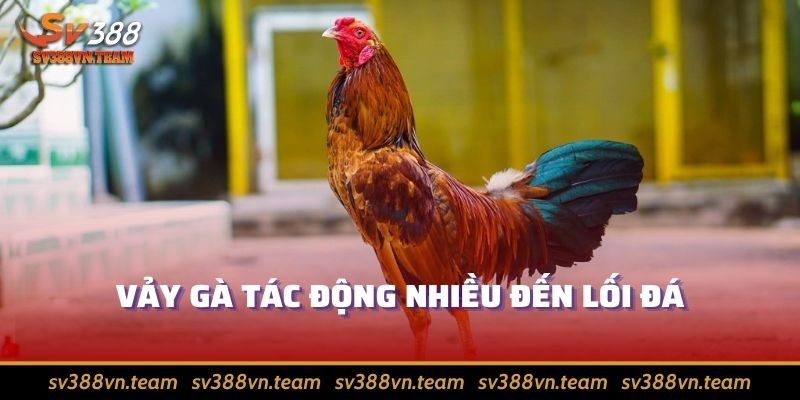 Vảy Gà Đá - Kiến Thức Hay Giúp Nhìn Ra Chiến Kê Xuất Chúng 3 Vảy gà tác động nhiều đến phong độ thi đấu