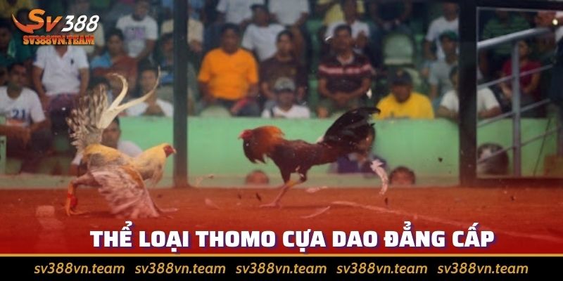 Đá Gà Tre Thomo - Khám Phá Sân Chơi Thu Hút Anh Em Sư Kê 4 Đá cựa dao được rất nhiều dân chơi quan tâm