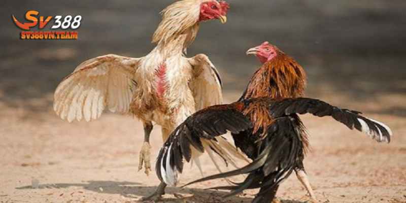 Bật Mí Cách Chấp Tiền Gà Chọi - Bí Quyết Ít Người Biết Đến 2 Gà chọi có thể chấp tiền theo khác biệt trọng lượng