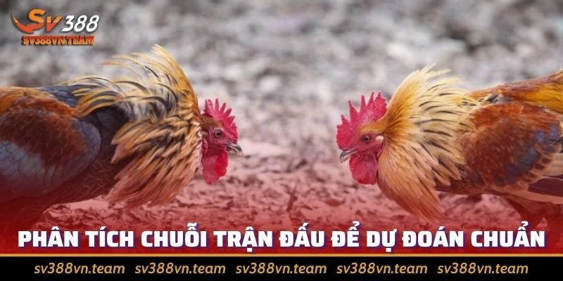 Tổng Hợp Những Cách Đá Gà Thomo Giúp Bách Chiến Bách Thắng 3 Suy luận những trận trước để tìm ra hướng đặt tiền