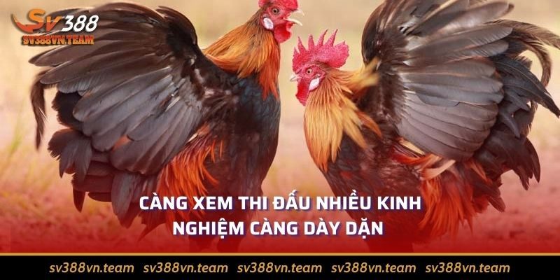 Tổng Hợp Những Cách Đá Gà Thomo Giúp Bách Chiến Bách Thắng 2 Quan sát mọi trận đấu, phân tích từng chi tiết nhỏ