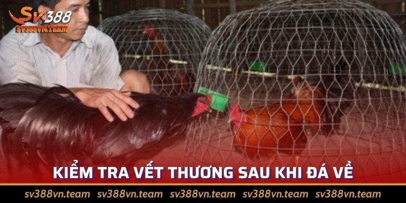 Tổng Hợp Những Cách Chăm Sóc Gà Đá Hiệu Quả Nhất 2024 2 Gà sau khi đá về phải kiểm tra vết thương tỉ mỉ