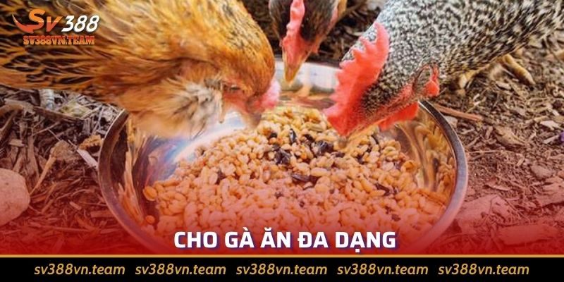 Tổng Hợp Những Cách Chăm Sóc Gà Đá Hiệu Quả Nhất 2024 1 Cho chiến kê ăn pha trộn nhiều loại thực phẩm