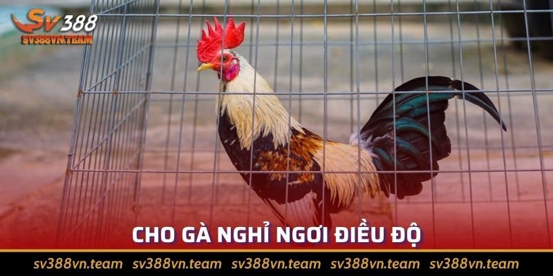Tổng Hợp Những Cách Chăm Sóc Gà Đá Hiệu Quả Nhất 2024 3 Để gà chọi được nghỉ ngơi điều độ