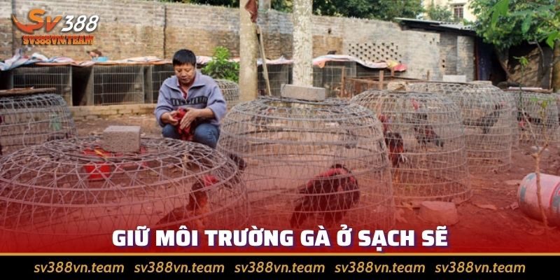 Tổng Hợp Những Cách Chăm Sóc Gà Đá Hiệu Quả Nhất 2024 4 Chú ý môi trường sống cần sạch sẽ