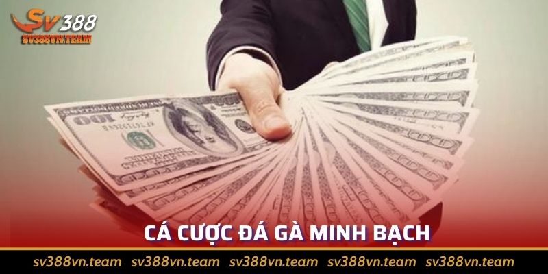 Đá Gà Campuchia - Điểm Đặc Biệt Thu Hút Người Chơi 3 Cược đá gà minh bạch, trả thưởng đầy đủ