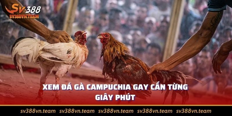 Đá Gà Campuchia - Điểm Đặc Biệt Thu Hút Người Chơi 1 Xem đá gà Campuchia kịch tính từng giây phút