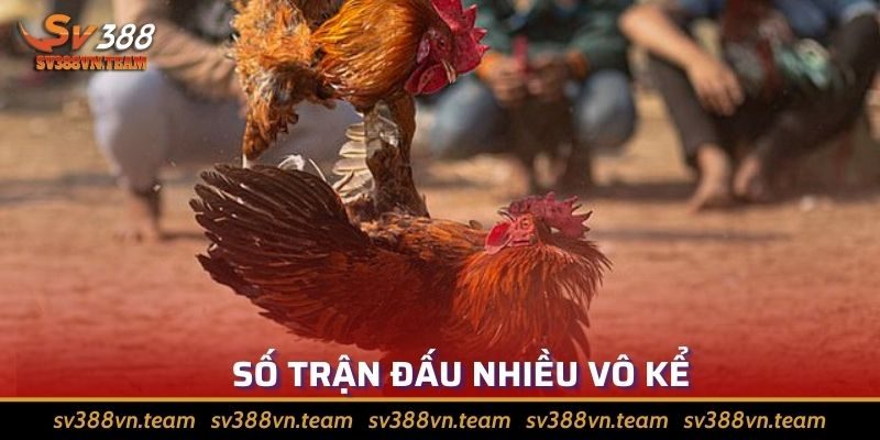 Đá Gà Casino Uy Tín, Minh Bạch Top 1 Thị Trường 3 Lượng trận đấu nhiều tha hồ chọn lựa