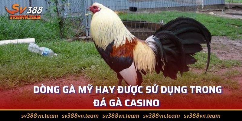 Đá Gà Casino Uy Tín, Minh Bạch Top 1 Thị Trường 2 Gà mỹ rất được yêu thích và tin dùng ở thể loại này