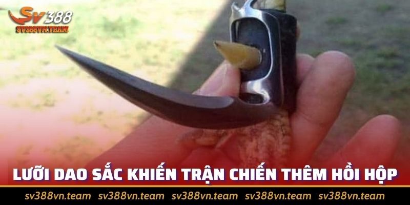 Khám Phá Đá Gà Cựa Dao - Tìm Hiểu Những Thông Tin Chi Tiết 2 Lưỡi dao bén khiến trận chiến thêm phần kịch tính