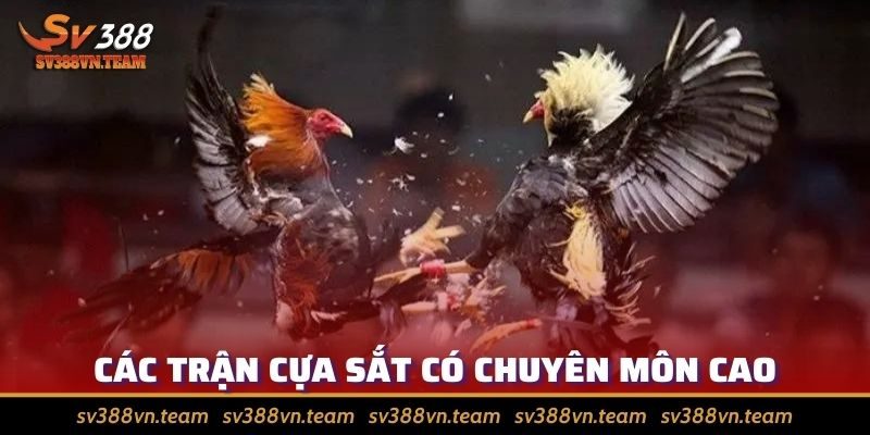 Đá Gà Cựa Sắt - Hấp Dẫn Và Được Đông Đảo Sư Kê Yêu Thích 3 Trận tranh tài có tính chuyên môn cao