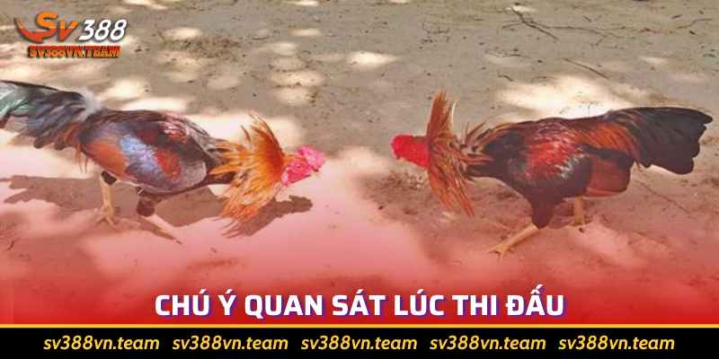 Đá Gà Miền Tây - Gốc Gác Và Các Lưu Ý Khi Tham Gia Cá Cược 4 Quan sát kỹ lưỡng tránh việc bị gian lận trong cá cược