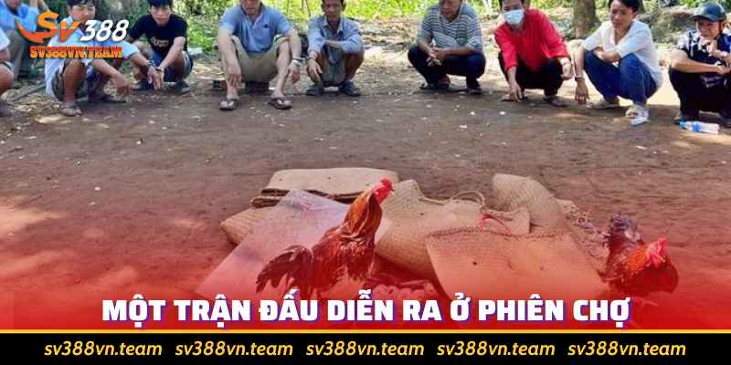 Đá Gà Miền Tây - Gốc Gác Và Các Lưu Ý Khi Tham Gia Cá Cược 3 Đá gà miền tây tại phiên chợ quy tụ đông người xem