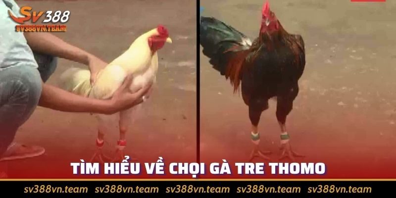Đá Gà Tre Thomo - Khám Phá Sân Chơi Thu Hút Anh Em Sư Kê 1 Đá gà tre Thomo lấy theo tên địa danh ở Campuchia