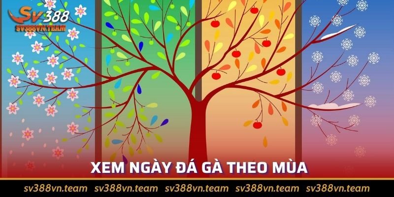 Tổng Hợp Các Bí Quyết Xem Lịch Đá Gà Hiệu Quả Nhất 4 Xem mùa để biết khi nào cho gà ra trận