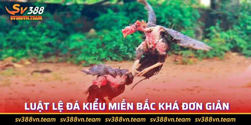 Đá Gà Miền Bắc Là Gì Và Luật Chơi Cụ Thể Như Thế Nào? 2 Luật chọi gà miền Bắc khá tương đồng với Thomo