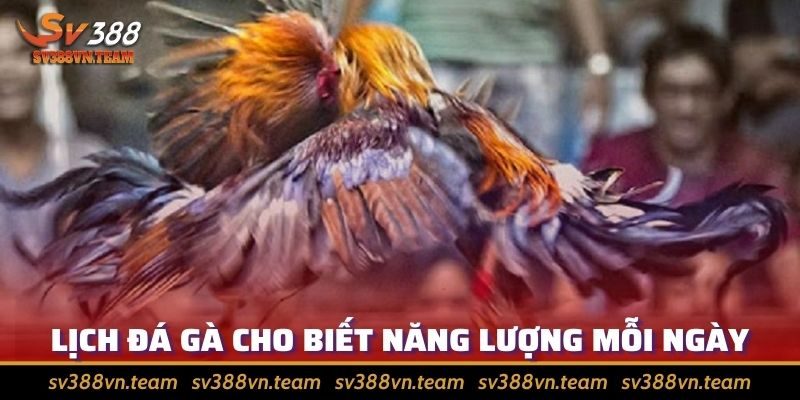 Tổng Hợp Các Bí Quyết Xem Lịch Đá Gà Hiệu Quả Nhất 2 Những chú gà sẽ có ngày đá xung, ngày bị yếu đi