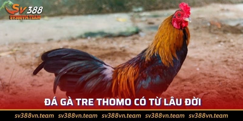 Đá Gà Tre Thomo - Khám Phá Sân Chơi Thu Hút Anh Em Sư Kê 2 Chọi gà tre đã có từ rất lâu tại Campuchia