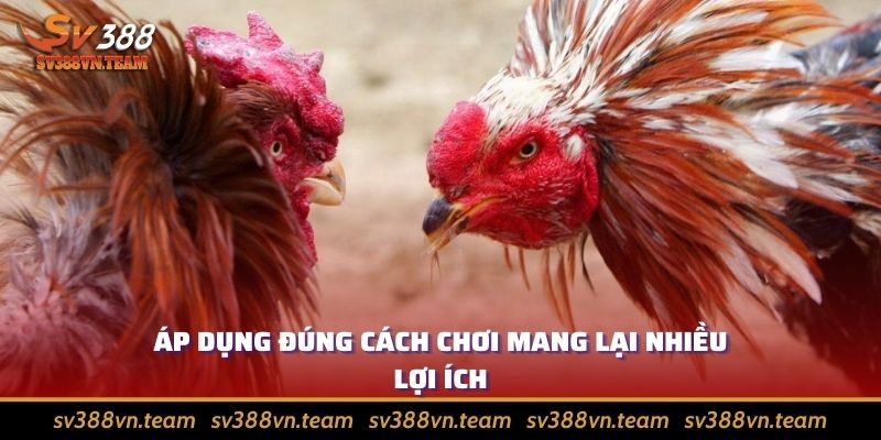 Tổng Hợp Những Cách Đá Gà Thomo Giúp Bách Chiến Bách Thắng 4 Chơi có toan tính, chiến thuật đem lại hiệu quả cao