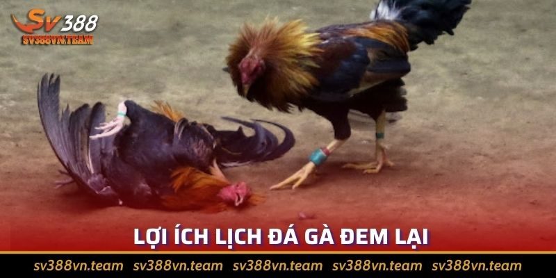 Tổng Hợp Các Bí Quyết Xem Lịch Đá Gà Hiệu Quả Nhất 1 Khám phá lợi ích đằng sau việc xem lịch đá gà
