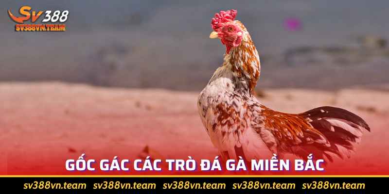 Đá Gà Miền Bắc Là Gì Và Luật Chơi Cụ Thể Như Thế Nào? 1 Đá gà miền Bắc có lịch sử lâu đời