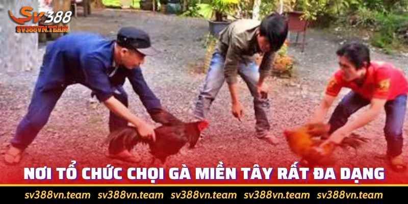 Đá Gà Miền Tây - Gốc Gác Và Các Lưu Ý Khi Tham Gia Cá Cược 2 Bất cứ nơi đâu người dân cũng có thể tổ chức đá gà