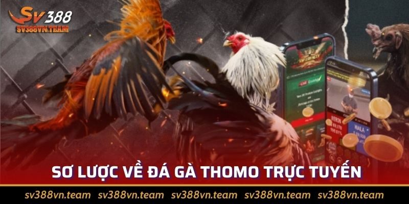Tổng Hợp Những Cách Đá Gà Thomo Giúp Bách Chiến Bách Thắng 1 Sơ lược về cách đá gà thomo trực tuyến