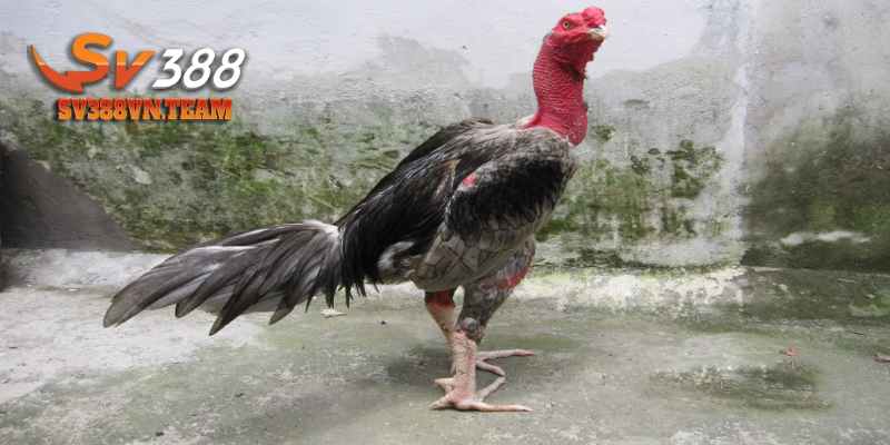 Khái Niệm Các Thuật Ngữ Trong Đá Gà Và Những Điều Cần Lưu Ý 2 Thuật ngữ về những loại gà dùng cho thi đấu