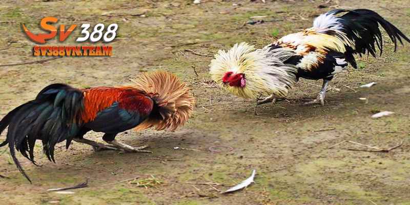 Khái Niệm Các Thuật Ngữ Trong Đá Gà Và Những Điều Cần Lưu Ý 1 Nắm được thuật ngữ đá gà bạn sẽ tiếp cận bộ môn nhanh hơn