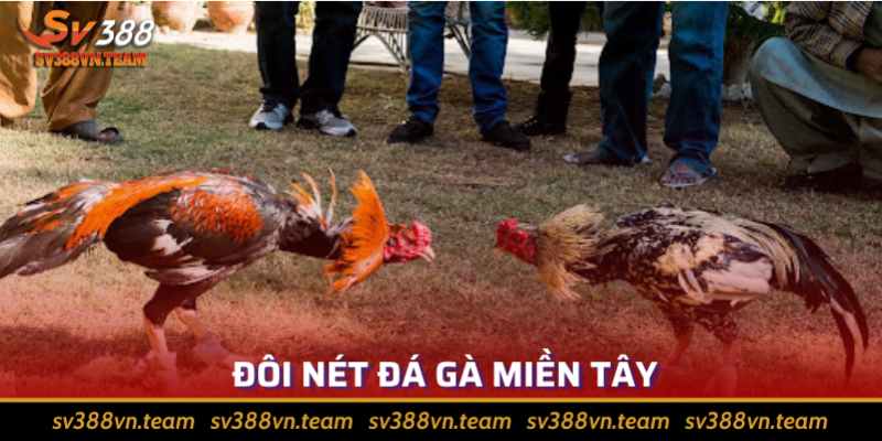 Đá Gà Miền Tây - Gốc Gác Và Các Lưu Ý Khi Tham Gia Cá Cược 1 Đá gà miền Tây đã trở thành nét văn hoá