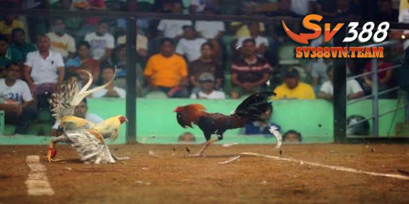 Đá Gà Cựa - Sở Thích Phổ Biến Của Cộng Đồng Sư Kê 3 Quy mô thi đấu chuyên nghiệp, bài bản