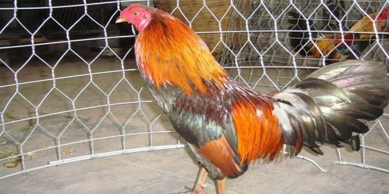 Nuôi gà đá cựa sắt - Hướng dẫn tăng sức mạnh, độ bền cơ bắp 1 Giới thiệu nuôi gà đá cựa sắt