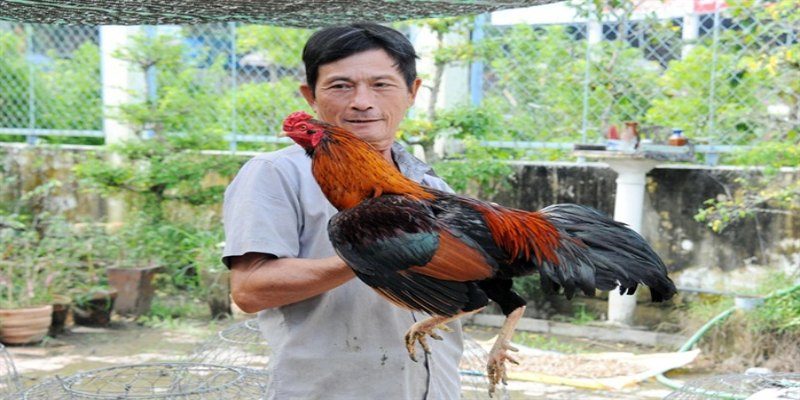 Nuôi gà đá cựa sắt - Hướng dẫn tăng sức mạnh, độ bền cơ bắp 2 Kỹ thuật nuôi gà đá cần biết